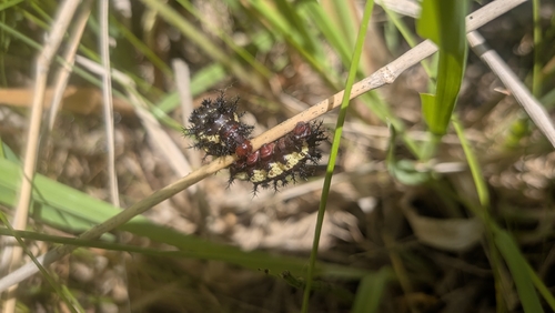 Nevada Buck Moth photo 4