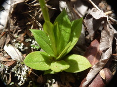 Pterostylis tasmanica