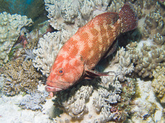 Cephalopholis sonnerati