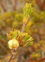 Phyllota pleurandroides
