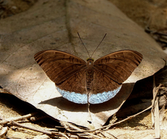 Euthalia telchinia