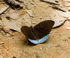 Euthalia telchinia