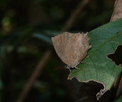 Surendra quercetorum