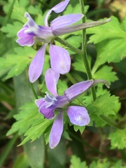 Delphinium anthriscifolium