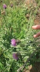 Carduus argentatus