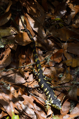 Abronia taeniata