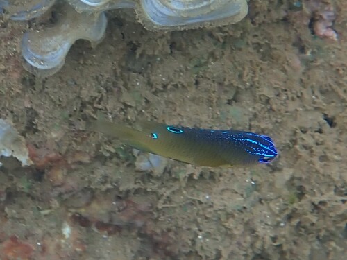 Pomacentrus trilineatus observed 2026-05-28