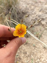Linum berlandieri filifolium