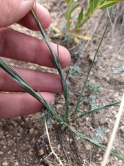 Linum berlandieri filifolium