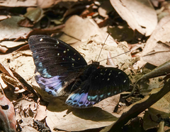 Lexias cyanipardus