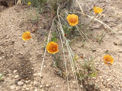 Linum berlandieri filifolium
