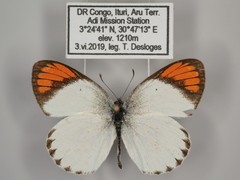 Colotis euippe euippe
