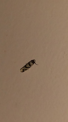 Macrobathra desmotoma