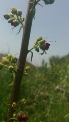 Scrophularia rubricaulis