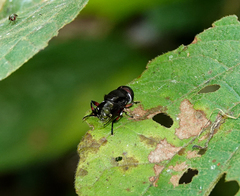 Phytomia