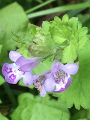 Glechoma grandis