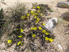 Ranunculus paucifolius