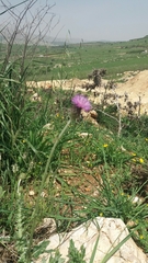 Carduus argentatus