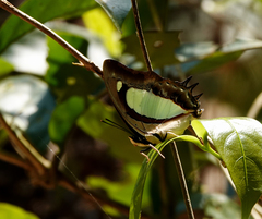 Polyura