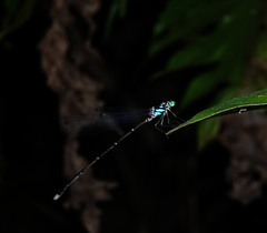 Coeliccia bimaculata