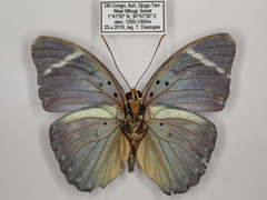Euphaedra preussi preussi