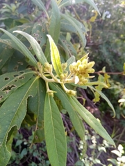 Vernonia kenteocephala