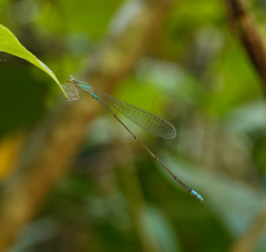 Aciagrion pallidum