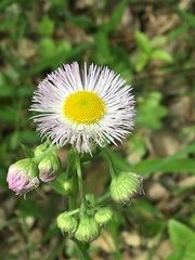 Erigeron philadelphicus