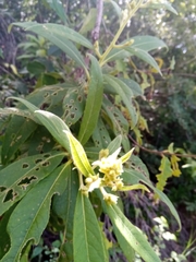Vernonia kenteocephala