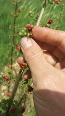 Scrophularia rubricaulis