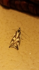 Epithymema incomposita