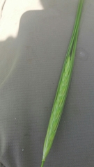 Hordeum spontaneum