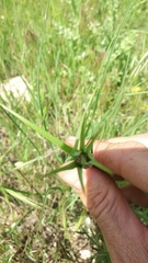 Tragopogon coelesyriacus