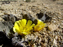Ranunculus paucifolius