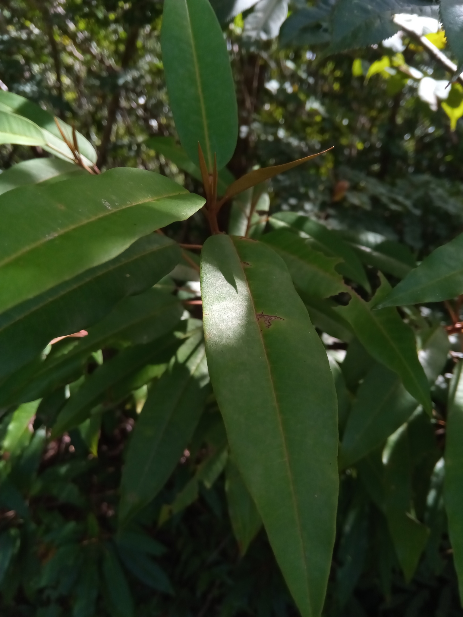 Croton greveanus