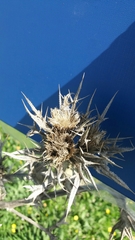 Cirsium phyllocephalum