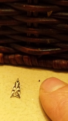 Epithymema incomposita