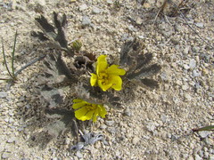 Ranunculus paucifolius