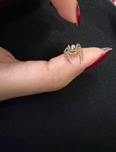 Pantropical Jumping Spider