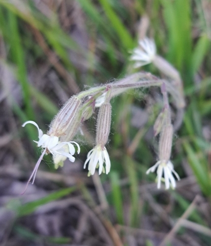 Nottingham Catchfly