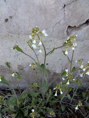 Arabidopsis suecica