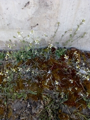 Arabidopsis suecica