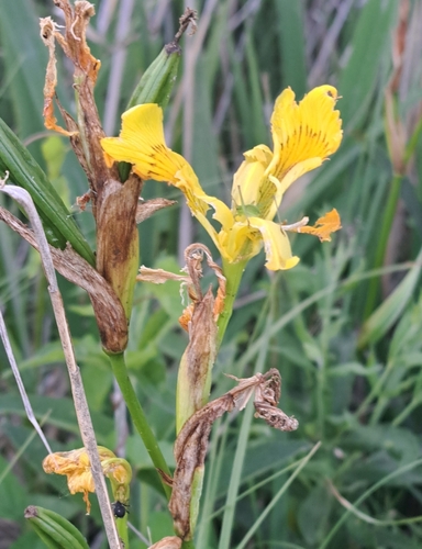 Yellow Iris