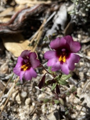 Diplacus kelloggii