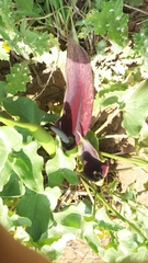 Arum palaestinum