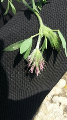 Trifolium dasyurum