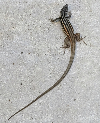 Large Psammodromus