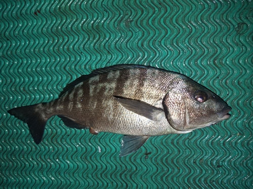 Orthopristis cantharinus — Haemulidae — 2