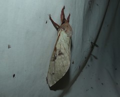 Oxycanus