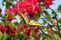 Papilio multicaudata